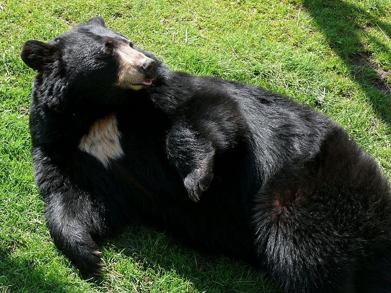 File:Black Bear-27527.jpg