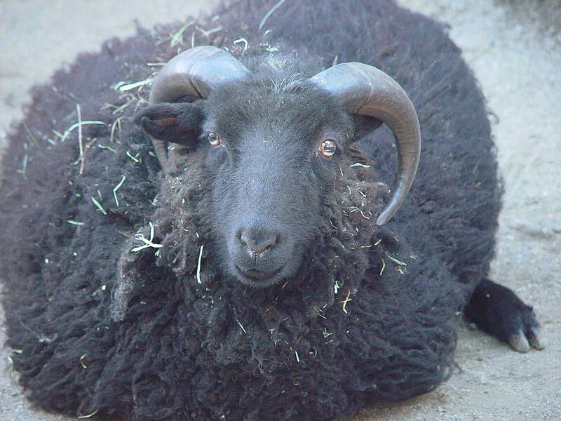 File:Black Shetland Ram.jpg