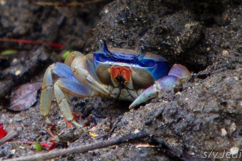 File:Blue Landcrab.jpg