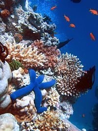 A Blue Starfish (Linckia laevigata)