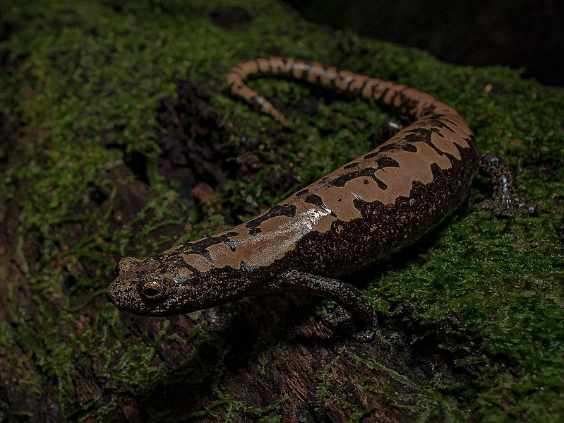 File:Bolitoglossa alberchi.jpg