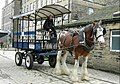 Dray horse harnessed to omnibus at Bradford Industrial Museum