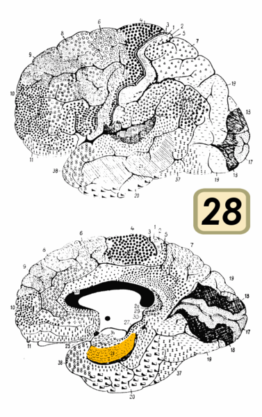 File:Brodmann Cytoarchitectonics 28.png