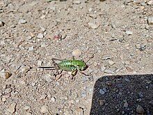 A green insect with antennae and bent legs, on the ground.