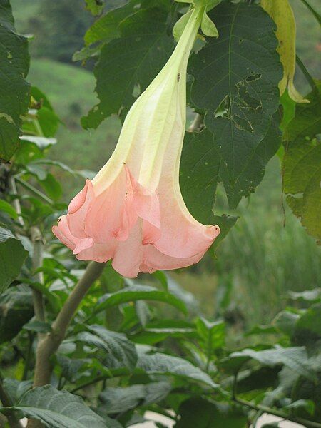 File:Brugmansia suaveolens 10.jpg