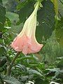 Brugmansia suaveolens close-up