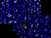 DM map by the CFHT Lensing Survey (CFHTLenS) using the Canada–France–Hawaii Telescope (2012)[189][190] (COSMOS map at the center)