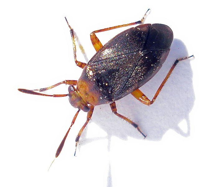 File:Capsus ater 2.jpg