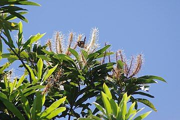 Inflorescences