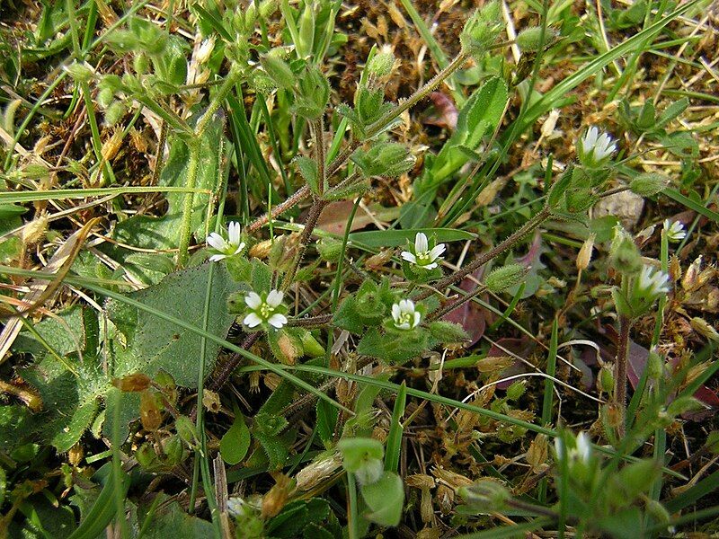 File:Cerastium diffusum 2.jpg