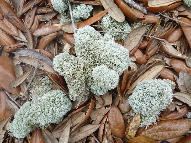 File:Cladonia evansii GUIS.jpg