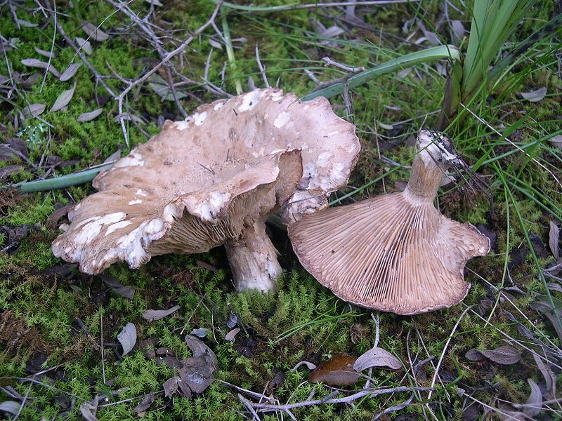 File:Clitocybe alexandrii.jpg