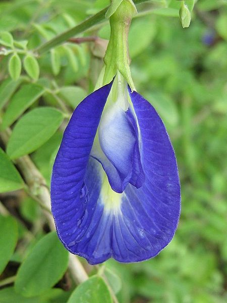 File:Clitoria (253000626).jpg