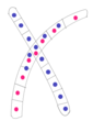 Image 47Typical mating fusion of two compatible monokaryons in Basidiomycota (from Mating in fungi)