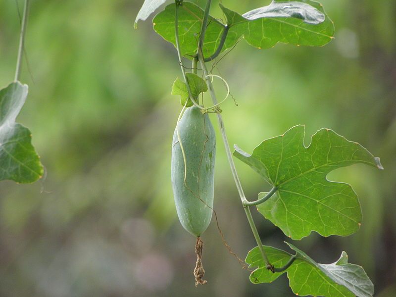 File:Coccinia grandis11.JPG