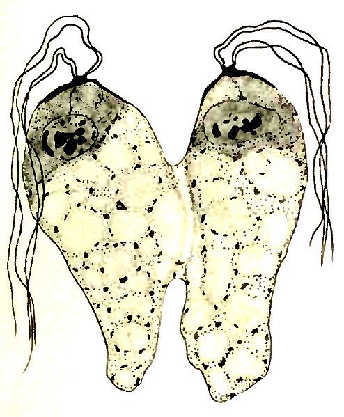 File:Collodictyon telophase constrict.jpg