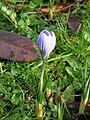 Crocus chrysanthus 'Skyline'