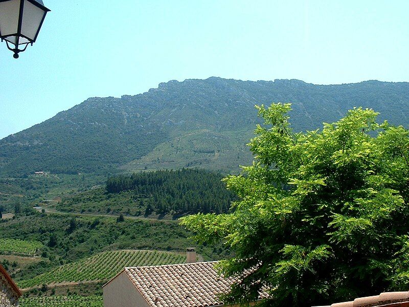 File:Cucugnan (France) Vignes.jpg