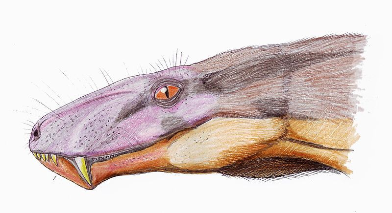 File:Cyonosaurus1DB.jpg