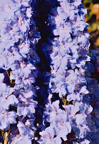 File:Delphinium.jpg