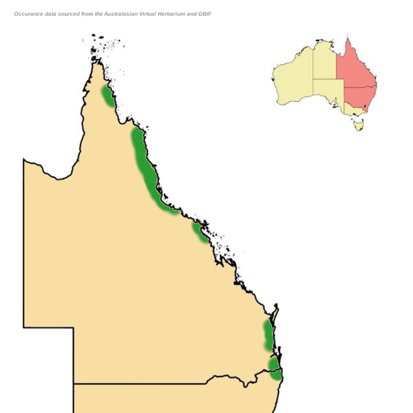 File:Dendrocnide-moroides-distribution-map.png