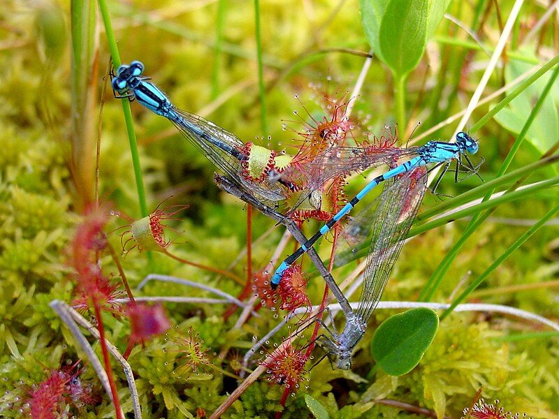 File:Drosera anglica ne2.jpg