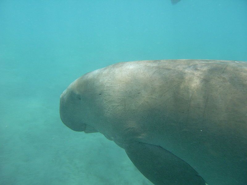 File:Dugong - profile.jpg