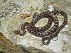 A snake, Zamenis situla