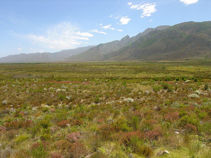 File:Fynbos-landscape-3.jpg