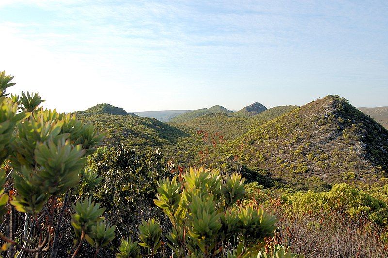 File:Fynbos (3186649235).jpg