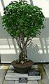 Ginko biloba bonsai