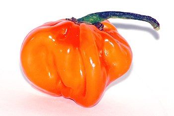 Habanero chile