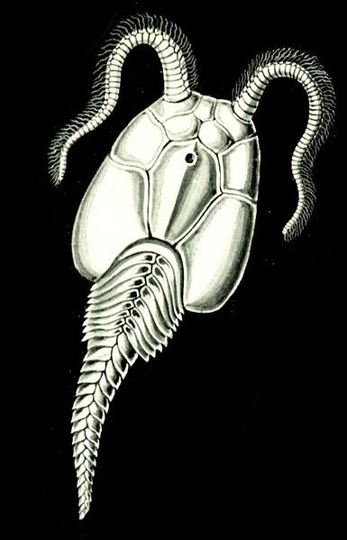 File:Haeckel Amphoridea-1a.jpg