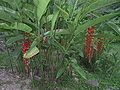 Heliconia pogonantha, Costa Rica (beside a lodge, Atlantic area)