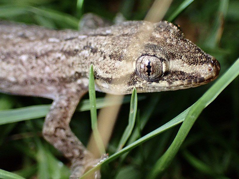 File:Hemidactylus frenatus 180963152.jpg