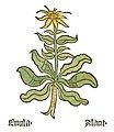 Part I, chapter 54 ..... Inula helenium