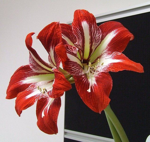 File:Hippeastrum Gilmar.jpg