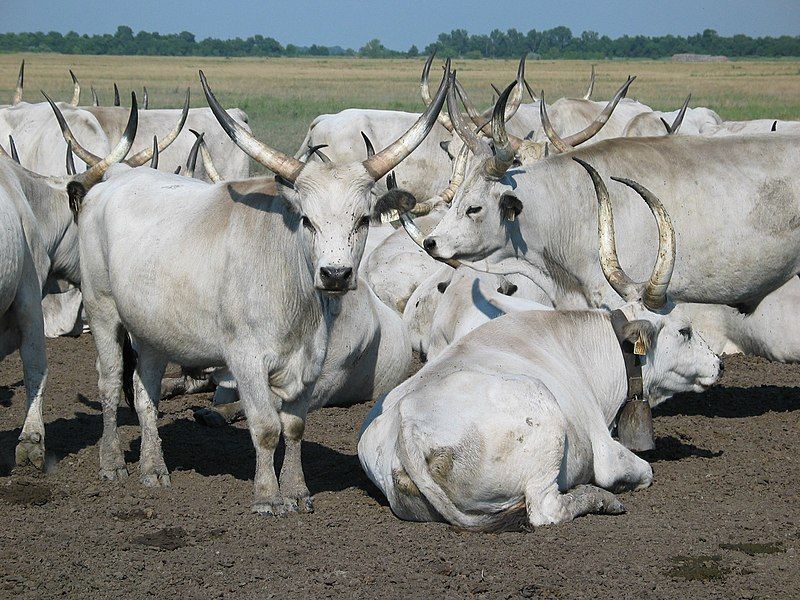 File:Hungarian Grey Cattle.jpg