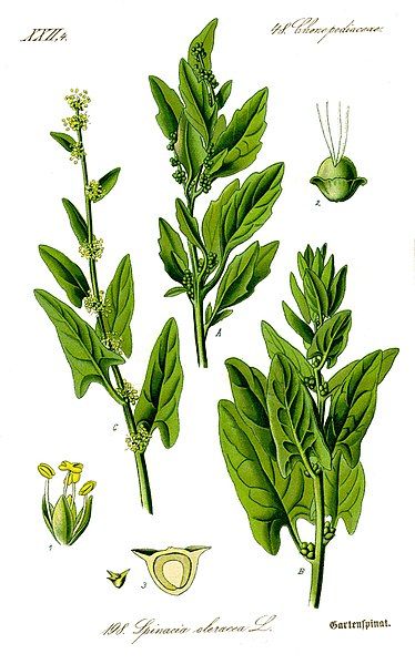 File:Illustration Spinacia oleracea1.jpg