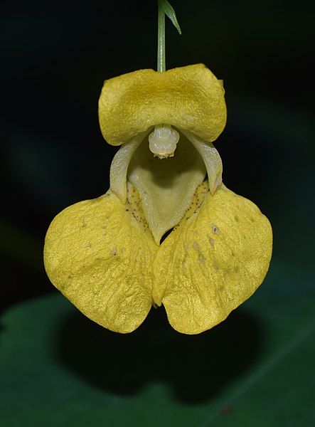 File:Impatiens pallida.jpg