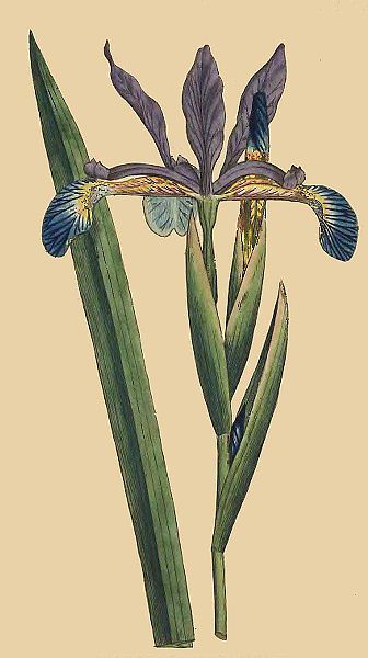 File:Iris spuria (Curtis).jpg