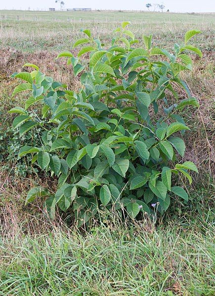 File:Juglans regia young.jpg