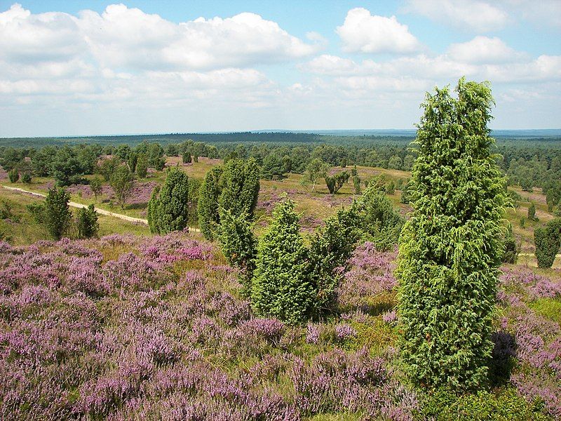 File:Lüneburger Heide 090.jpg