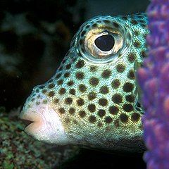 The spotted trunkfish secretes a ciguatera toxin from glands on its skin.