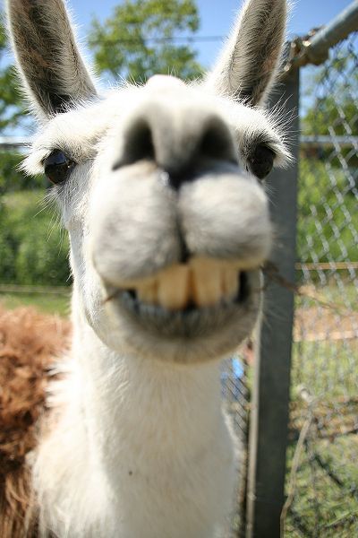 File:Llama 2 (29696004).jpg