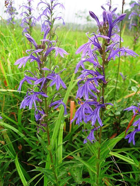 File:Lobelia sessilifolia 4.JPG