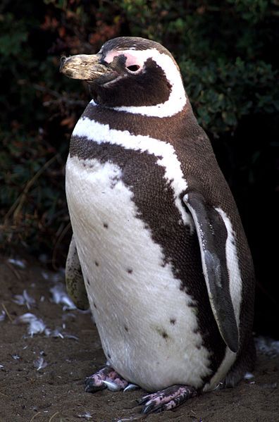 File:Magellanic-penguin.jpg