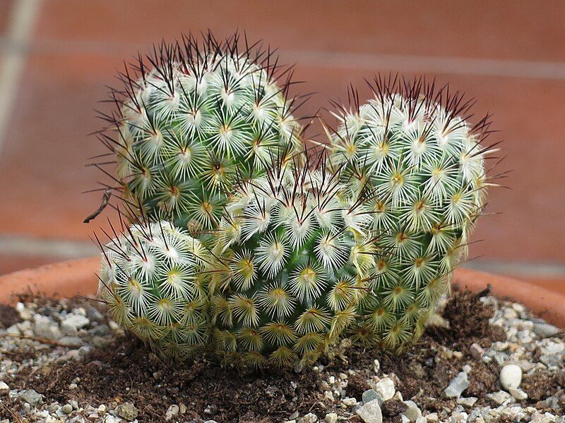 File:Mammillaria microhelia 12.JPG