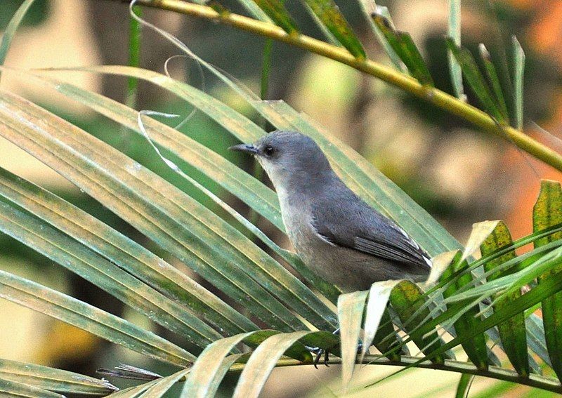 File:Mascarene Grey White-eye.jpg