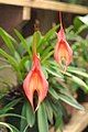 Masdevallia veitchiana flowers